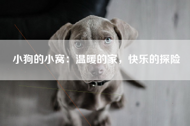 小狗的小窝：温暖的家，快乐的探险