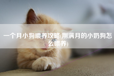 一个月小狗喂养攻略(刚满月的小奶狗怎么喂养)
