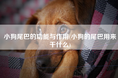 小狗尾巴的功能与作用(小狗的尾巴用来干什么)