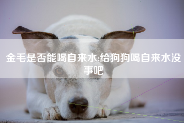 金毛是否能喝自来水;给狗狗喝自来水没事吧