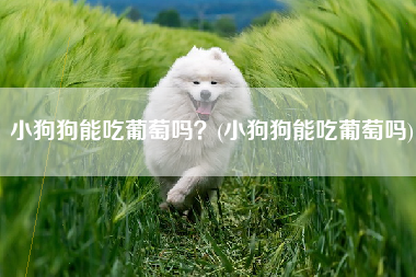 小狗狗能吃葡萄吗？(小狗狗能吃葡萄吗)