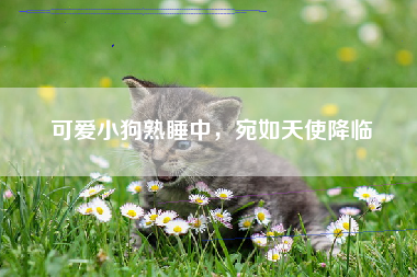 可爱小狗熟睡中，宛如天使降临