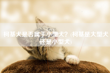 柯基犬是否属于小型犬？(柯基是大型犬还是小型犬)