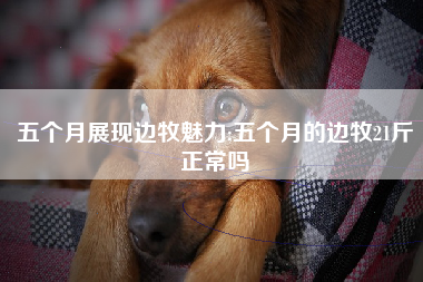 五个月展现边牧魅力;五个月的边牧21斤正常吗