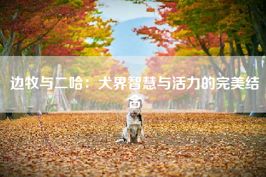 边牧与二哈：犬界智慧与活力的完美结合