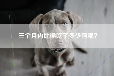 三个月内比熊吃了多少狗粮？