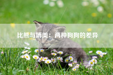 比熊与博美：两种狗狗的差异