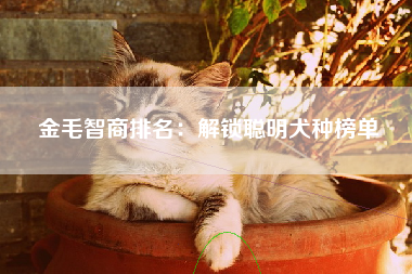 金毛智商排名：解锁聪明犬种榜单