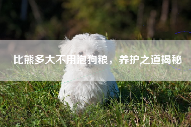 比熊多大不用泡狗粮，养护之道揭秘