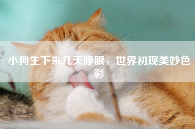 小狗生下来几天睁眼，世界初现美妙色彩