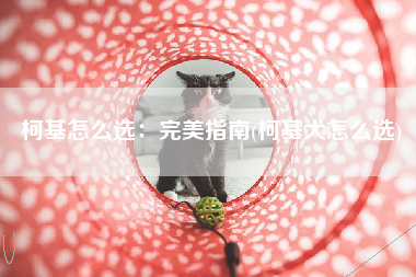 柯基怎么选：完美指南(柯基犬怎么选)