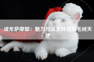 成年萨摩耶：魅力与温柔并存的毛绒天使