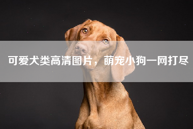 可爱犬类高清图片，萌宠小狗一网打尽