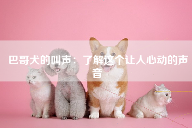 巴哥犬的叫声：了解这个让人心动的声音