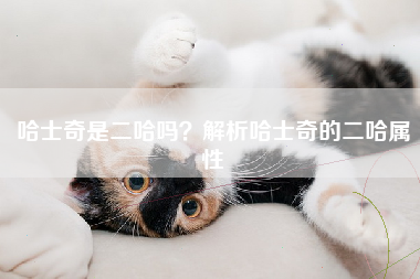 哈士奇是二哈吗？解析哈士奇的二哈属性