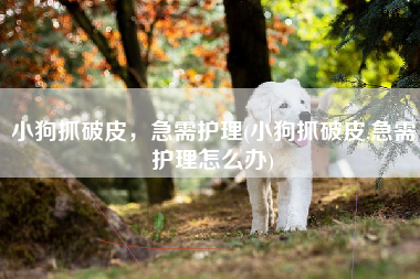 小狗抓破皮，急需护理(小狗抓破皮,急需护理怎么办)