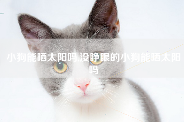 小狗能晒太阳吗,没睁眼的小狗能晒太阳吗