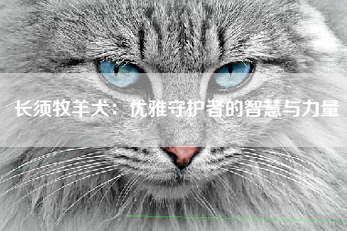 长须牧羊犬：优雅守护者的智慧与力量