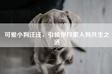 可爱小狗汪汪，引领你探索人狗共生之道