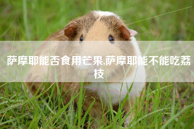萨摩耶能否食用芒果,萨摩耶能不能吃荔枝