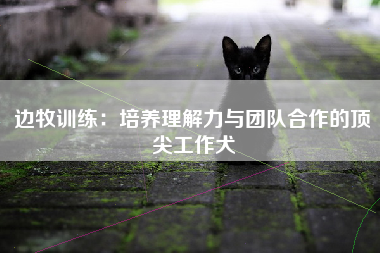 边牧训练：培养理解力与团队合作的顶尖工作犬