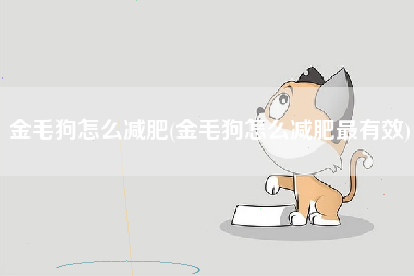 金毛狗怎么减肥(金毛狗怎么减肥最有效)