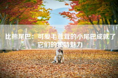 比熊尾巴：可爱毛茸茸的小尾巴成就了它们的独特魅力
