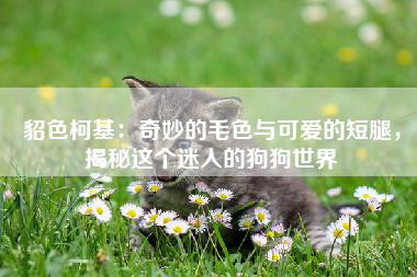 貂色柯基：奇妙的毛色与可爱的短腿，揭秘这个迷人的狗狗世界