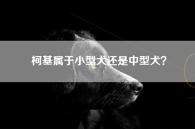 柯基属于小型犬还是中型犬？