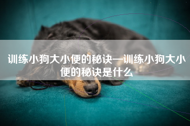 训练小狗大小便的秘诀—训练小狗大小便的秘诀是什么