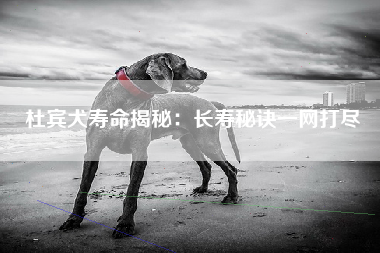 杜宾犬寿命揭秘：长寿秘诀一网打尽