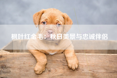 枫叶红金毛：秋日美景与忠诚伴侣