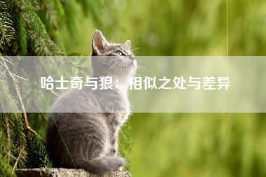 哈士奇与狼：相似之处与差异