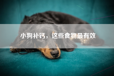 小狗补钙，这些食物最有效