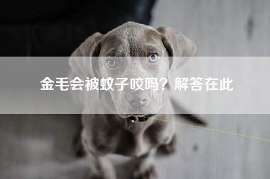 金毛会被蚊子咬吗？解答在此