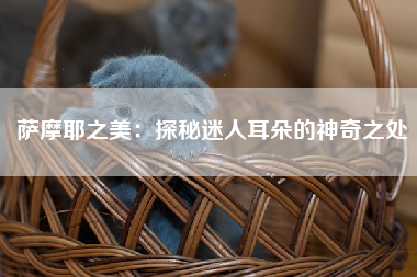萨摩耶之美：探秘迷人耳朵的神奇之处