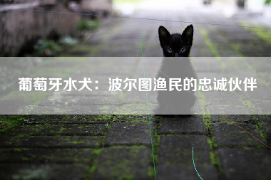 葡萄牙水犬：波尔图渔民的忠诚伙伴