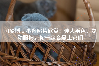 可爱博美小狗照片欣赏：迷人毛色、灵动眼神，你一定会爱上它们