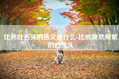 比熊吐舌头的含义是什么-比熊突然频繁的吐舌头
