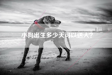 小狗出生多少天可以送人？