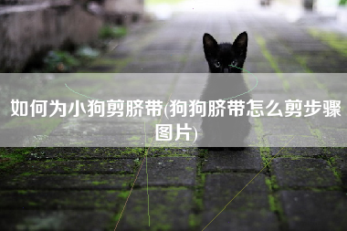 如何为小狗剪脐带(狗狗脐带怎么剪步骤图片)