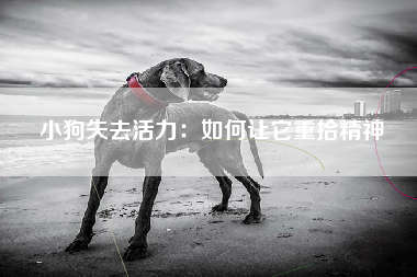 小狗失去活力：如何让它重拾精神