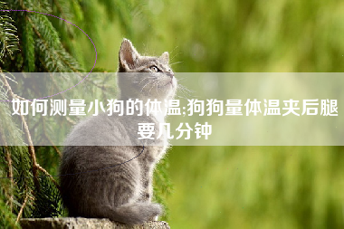 如何测量小狗的体温;狗狗量体温夹后腿要几分钟