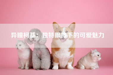 异瞳柯基：独特眼神下的可爱魅力
