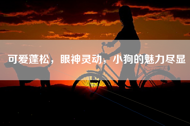 可爱蓬松，眼神灵动，小狗的魅力尽显