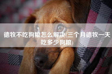 德牧不吃狗粮怎么解决(三个月德牧一天吃多少狗粮)