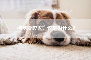 柯基爱咬人，这是为什么？