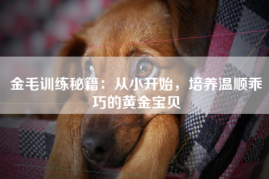 金毛训练秘籍：从小开始，培养温顺乖巧的黄金宝贝