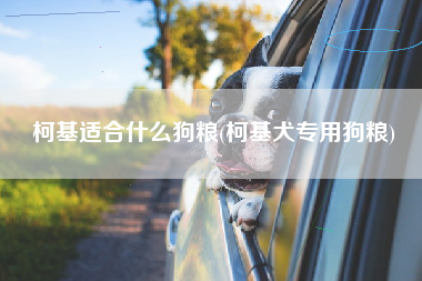 柯基适合什么狗粮(柯基犬专用狗粮)