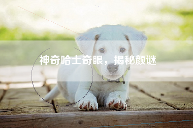 神奇哈士奇眼，揭秘颜谜
